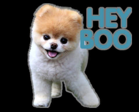 dog saying hey boo